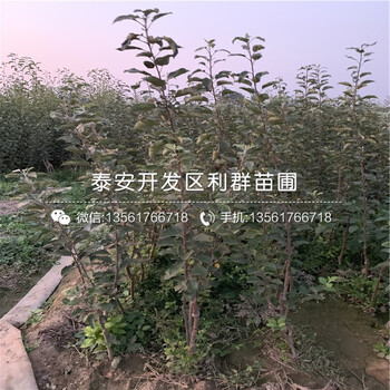藤木1號蘋果苗報價、藤木1號蘋果苗價格