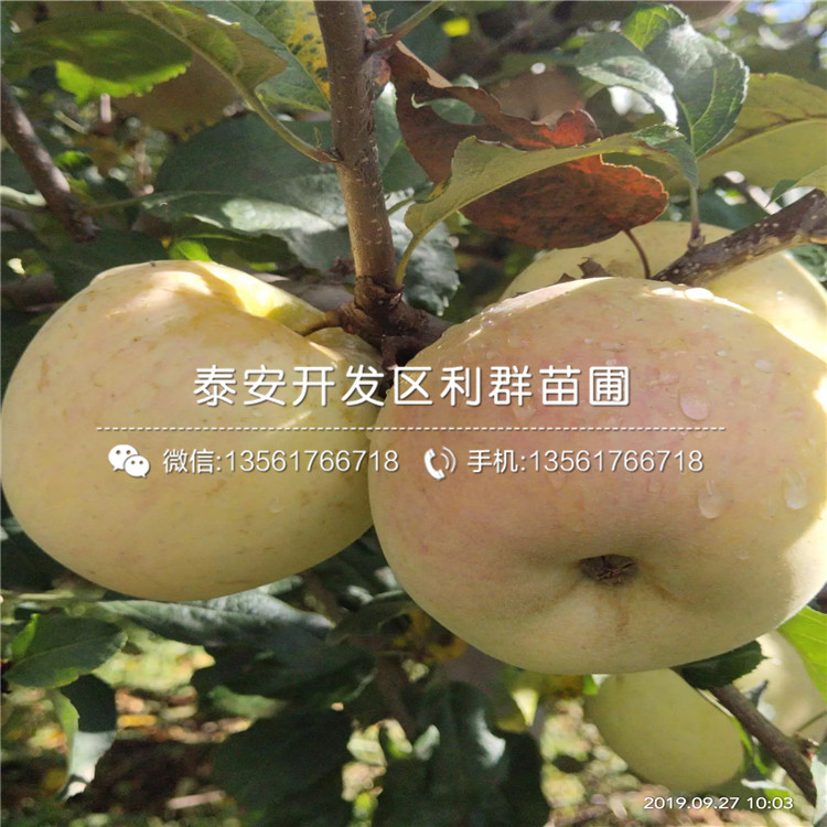 哪里有短枝蘋果苗批發(fā)、短枝蘋果苗多少錢一棵