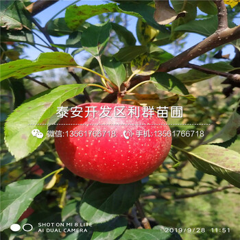 煙富七號蘋果苗、煙富七號蘋果苗報價