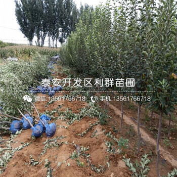 山東神富六號(hào)蘋果苗、山東神富六號(hào)蘋果苗多少錢一棵