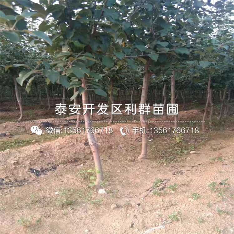 hff63蘋果樹苗出售、hff63蘋果樹苗基地