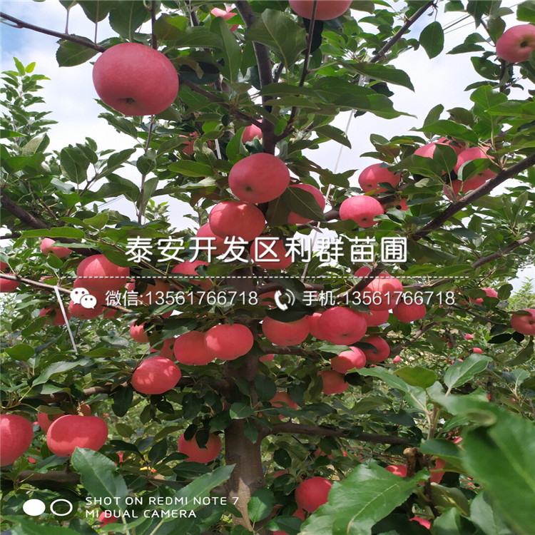 富士蘋果苗、富士蘋果苗價(jià)格