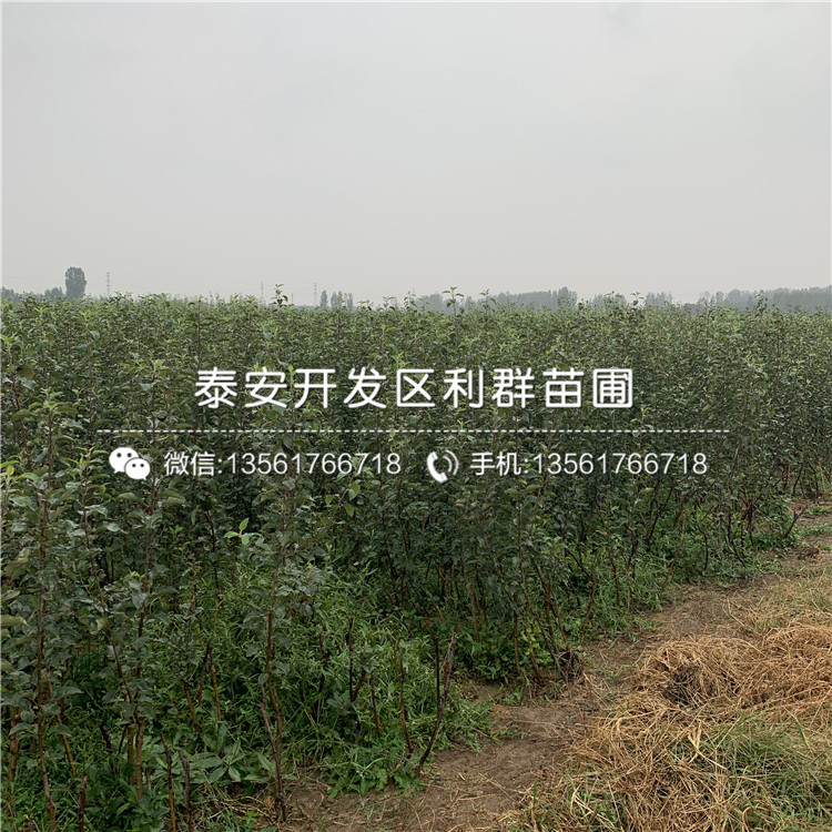 紅色之戀蘋果苗、紅色之戀蘋果苗出售基地