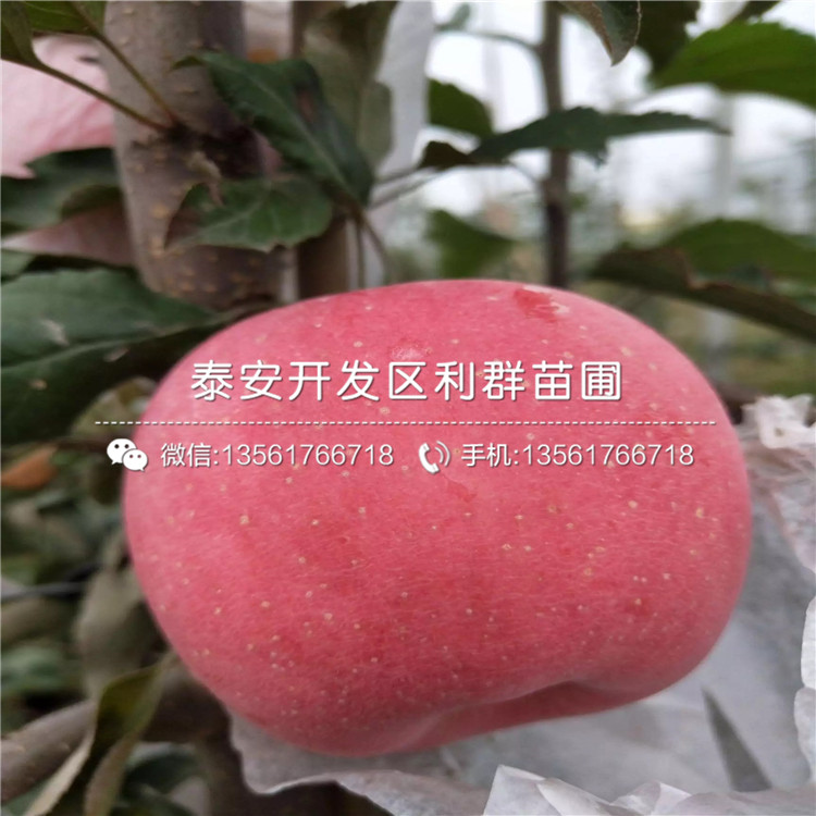 眾成一號蘋果樹苗出售價(jià)格、眾成一號蘋果樹苗多少錢一棵