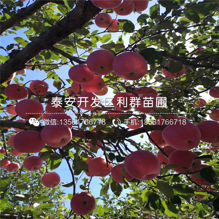 神富1號蘋果苗、神富1號蘋果苗多少錢