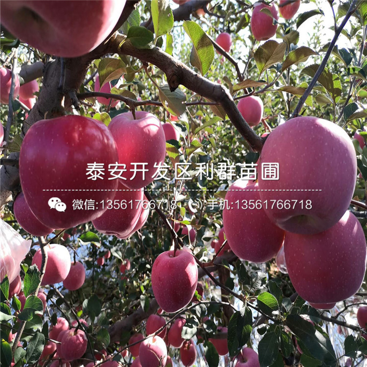 M9T337蘋(píng)果樹(shù)苗品種介紹、M9T337蘋(píng)果樹(shù)苗多少錢(qián)一棵