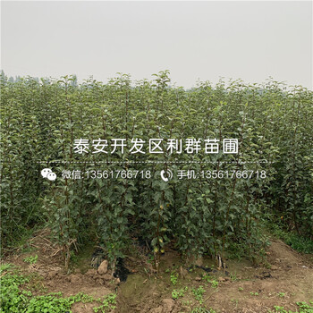 山東煙富八號蘋果苗、煙富八號蘋果苗價格及報價