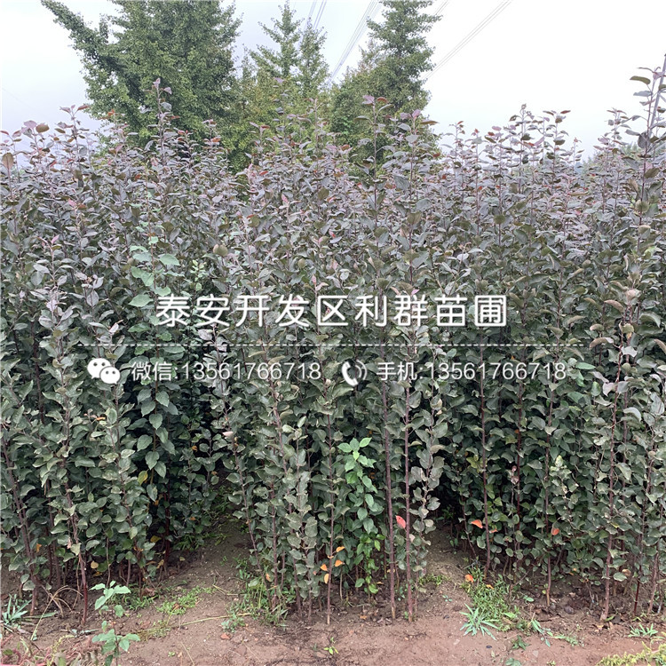 哪里有賣(mài)雞心蘋(píng)果苗的、雞心蘋(píng)果苗多少錢(qián)一棵