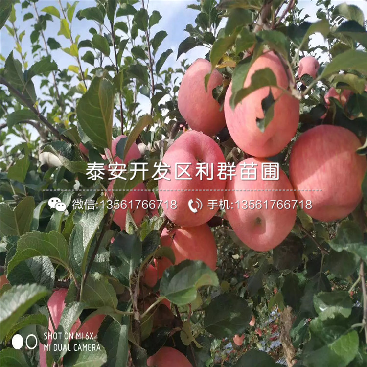 矮化蘋果苗報(bào)價(jià)、矮化蘋果苗價(jià)格
