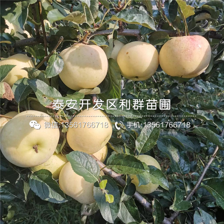 哪里有短枝矮化蘋果苗賣、短枝矮化蘋果苗多少錢一棵