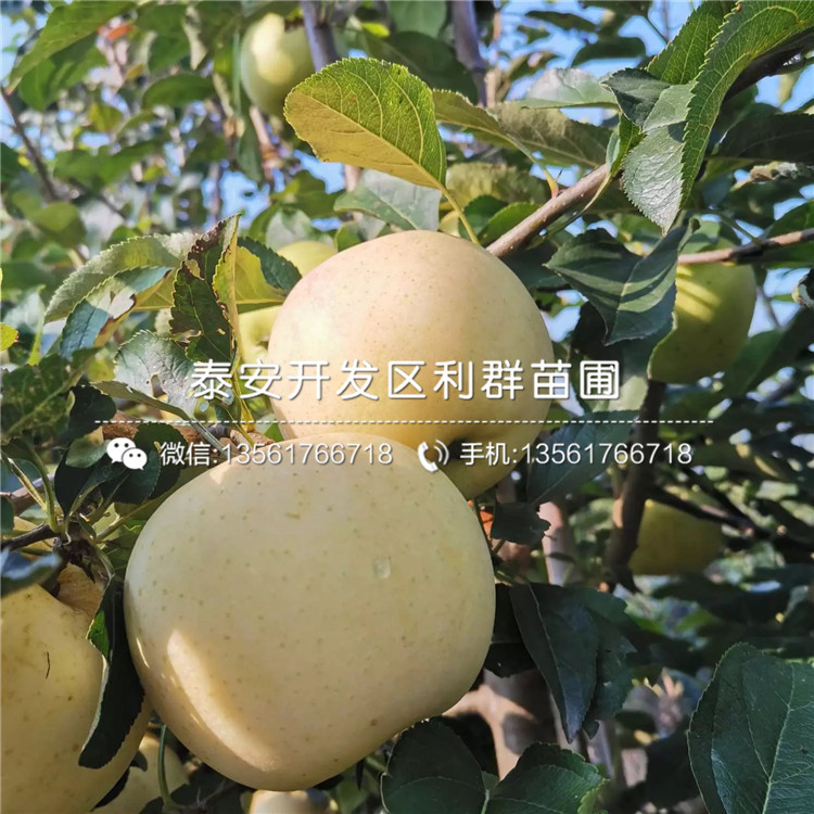 山东鸡心果苗