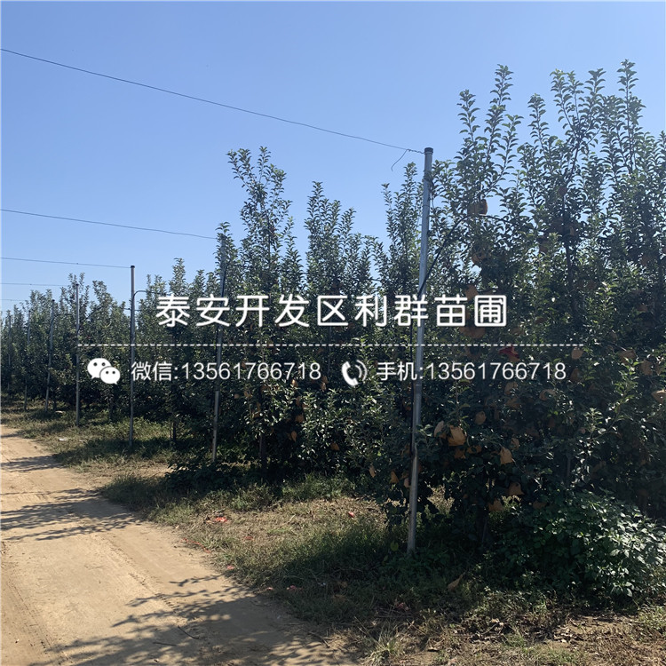 花牛蘋果苗、花牛蘋果苗報價及價格