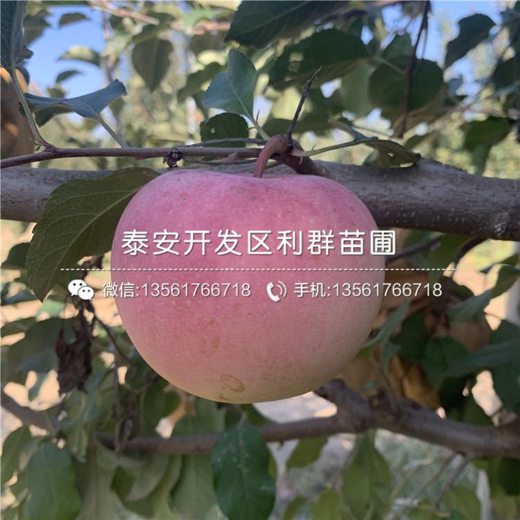 山东中秋王苹果苗