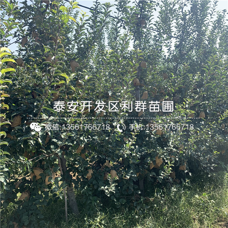 華玉蘋果苗、華玉蘋果苗出售基地
