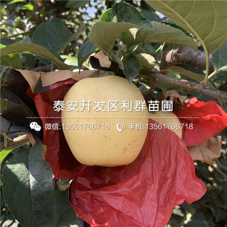 红蜜脆苹果苗品种介绍、红蜜脆苹果苗多少钱一棵