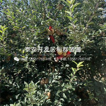響富蘋果樹苗、響富蘋果樹苗什么價(jià)格