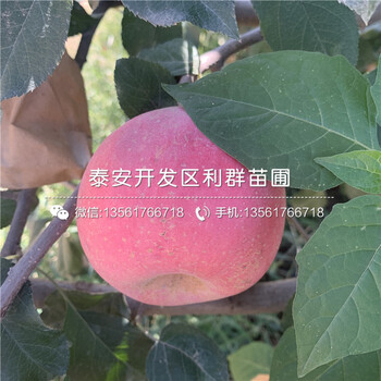 批發(fā)長富蘋果樹苗、批發(fā)長富蘋果樹苗多少錢一棵