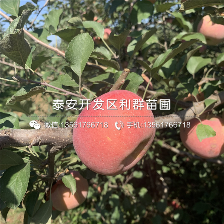 山东烟富十号苹果苗、山东烟富十号苹果苗价格