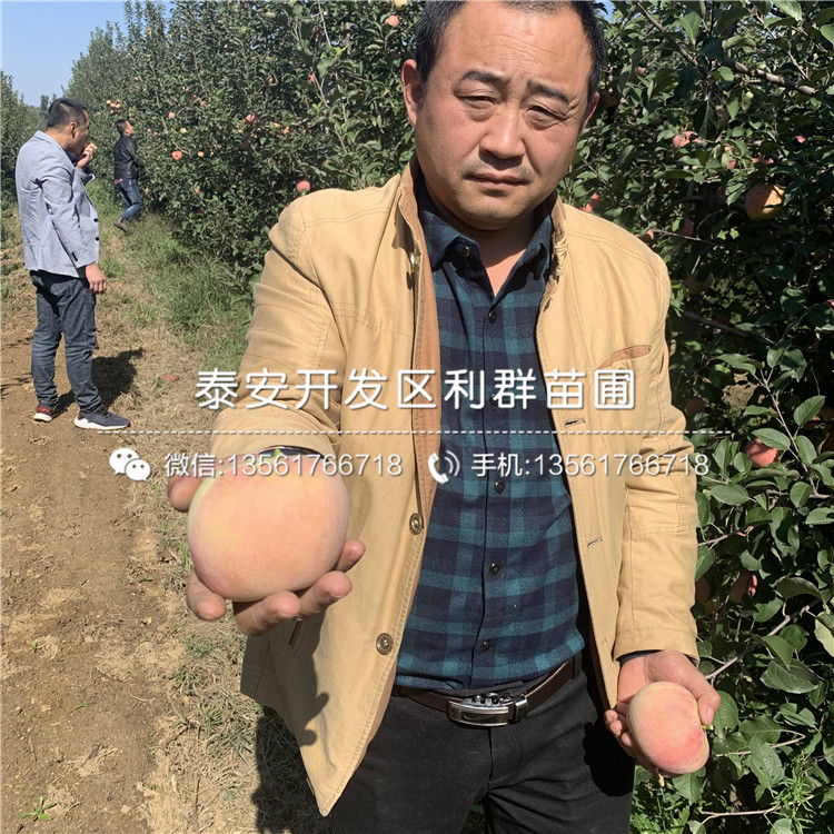 哪里有雞心蘋果苗批發(fā)、雞心蘋果苗多少錢一棵