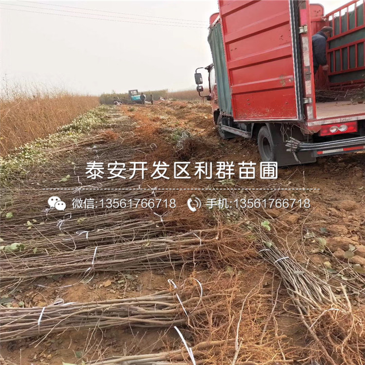 瑞陽蘋果苗、瑞陽蘋果苗價(jià)格