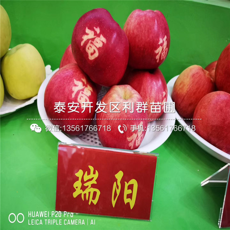 煙富10號(hào)蘋果苗新品種、煙富10號(hào)蘋果苗多少錢一棵