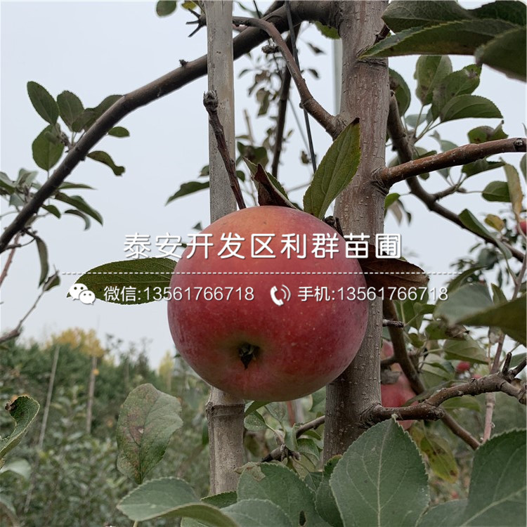 煙富3號蘋果苗多少錢一棵、2020年煙富3號蘋果苗價格