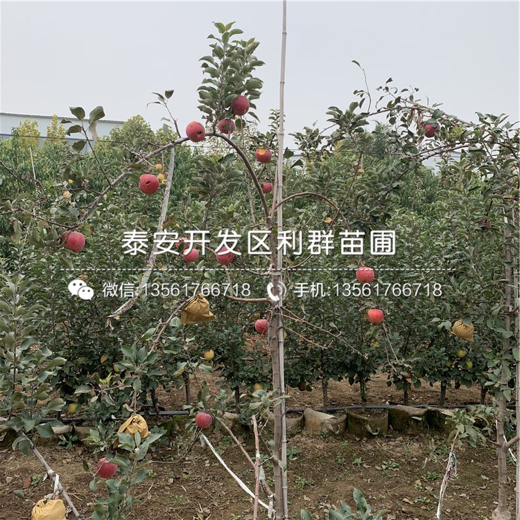 紅蜜脆蘋(píng)果樹(shù)苗、紅蜜脆蘋(píng)果樹(shù)苗多少錢(qián)一棵