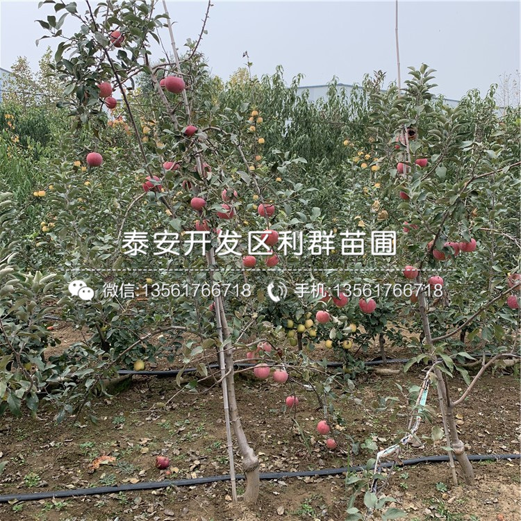 山東紅心蘋果苗、山東紅心蘋果苗價(jià)格
