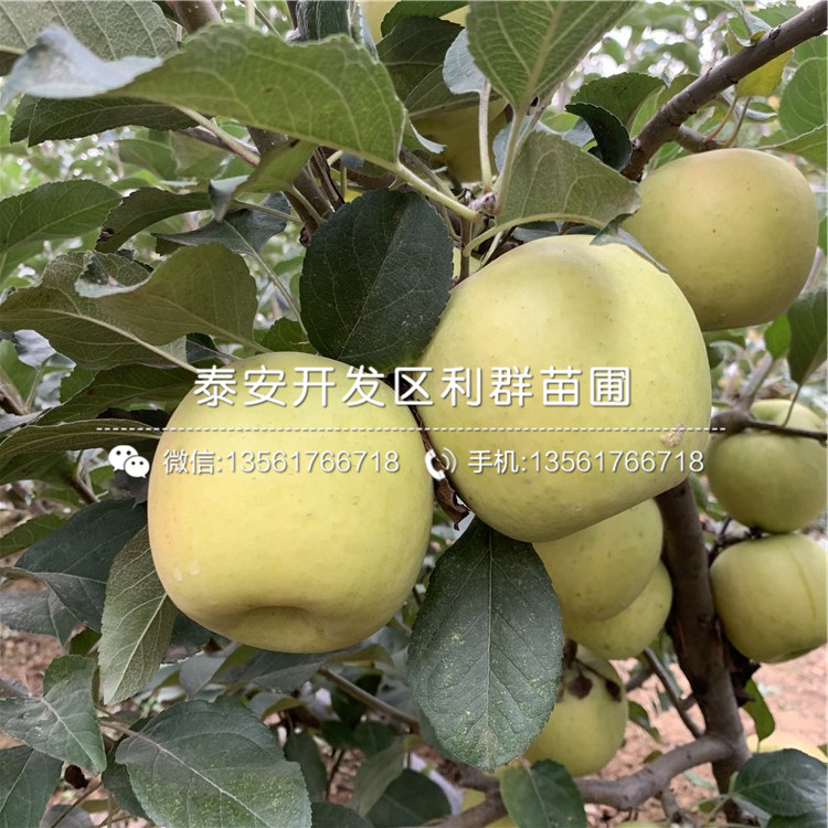 眾成一號(hào)蘋(píng)果苗多少錢(qián)、眾成一號(hào)蘋(píng)果苗多少錢(qián)一棵