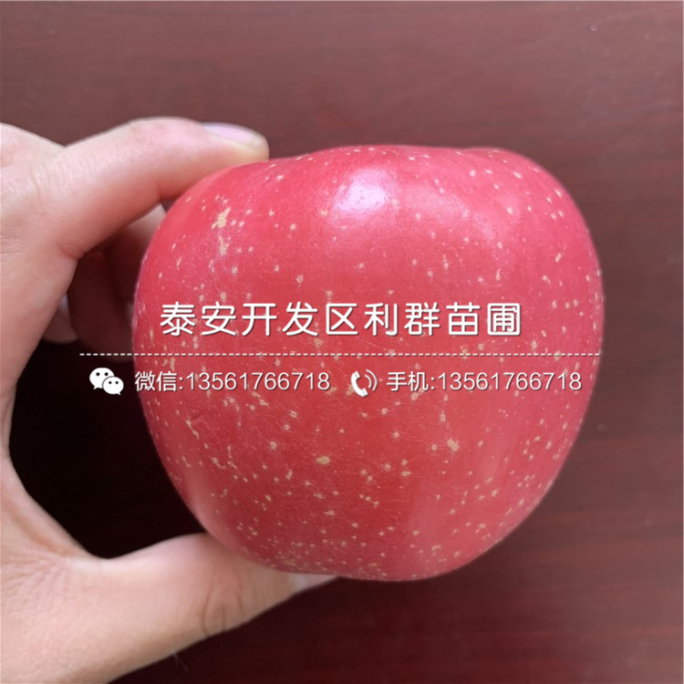 藤木一號蘋果樹苗、藤木一號蘋果樹苗多少錢一棵