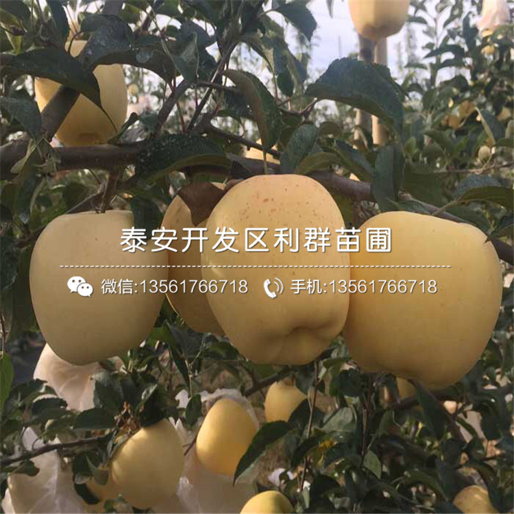 紅色之戀蘋果苗、紅色之戀蘋果苗出售基地