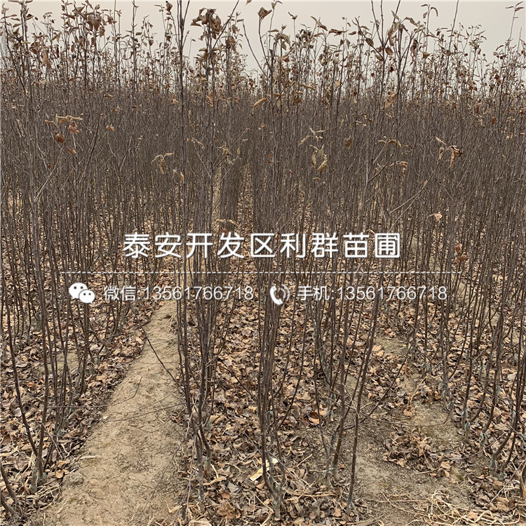 2020年蘋(píng)果苗、2020年蘋(píng)果苗價(jià)格及報價(jià)