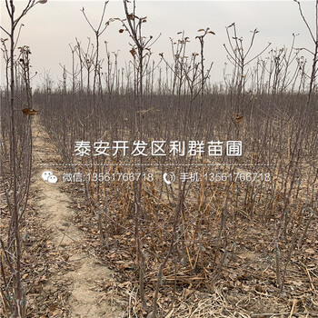 批發(fā)花牛蘋(píng)果樹(shù)苗、批發(fā)花牛蘋(píng)果樹(shù)苗多少錢一棵
