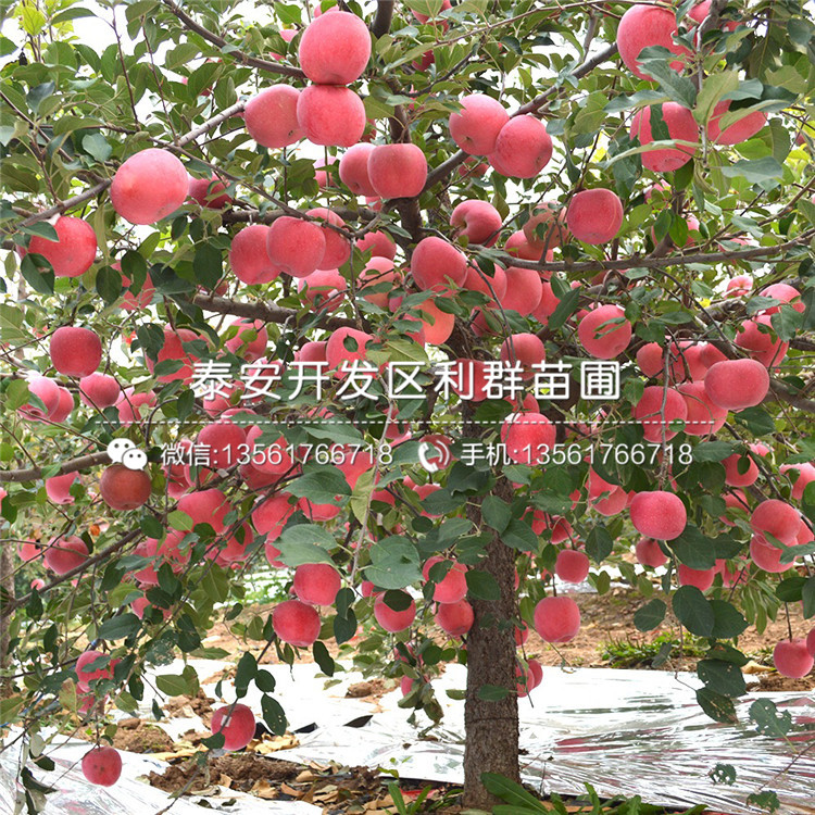 山东烟富十号苹果苗、山东烟富十号苹果苗价格