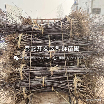 批發(fā)長(zhǎng)富蘋果苗、批發(fā)長(zhǎng)富蘋果苗多少錢一棵