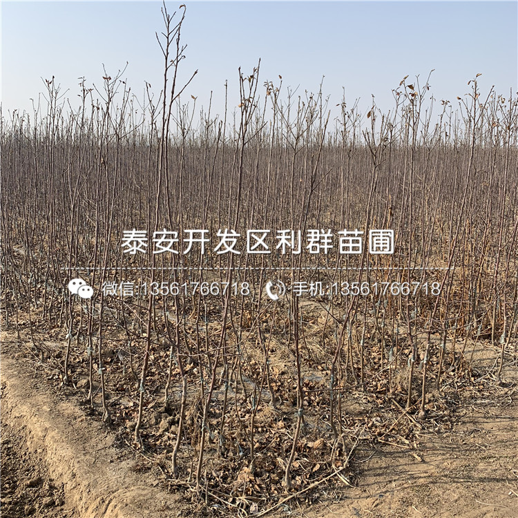 雞心蘋果樹苗、雞心蘋果樹苗多少錢一棵