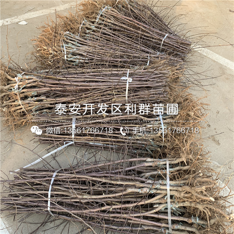 紅色之戀蘋(píng)果樹(shù)苗、紅色之戀蘋(píng)果樹(shù)苗價(jià)錢(qián)