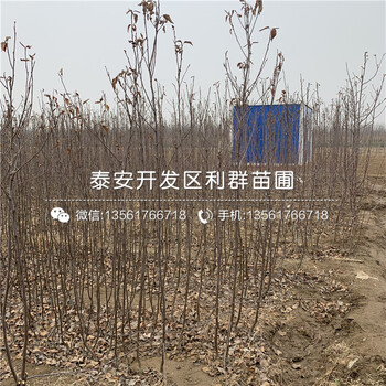山東眾成三號蘋果樹苗、山東眾成三號蘋果樹苗價(jià)格及報(bào)價(jià)