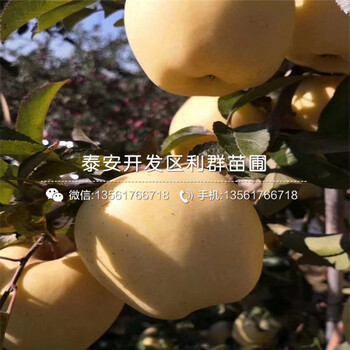 神富1號蘋果苗、神富1號蘋果苗多少錢