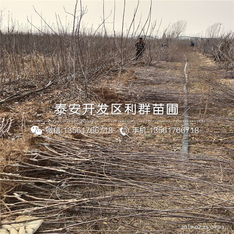 黑鉆嘎啦蘋果苗多少錢一棵、2020年黑鉆嘎啦蘋果苗價格