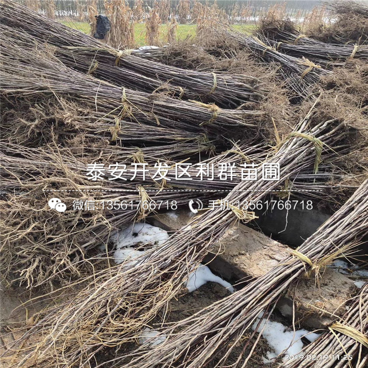 金冠蘋果苗批發(fā)價格、金冠蘋果苗多少錢一棵