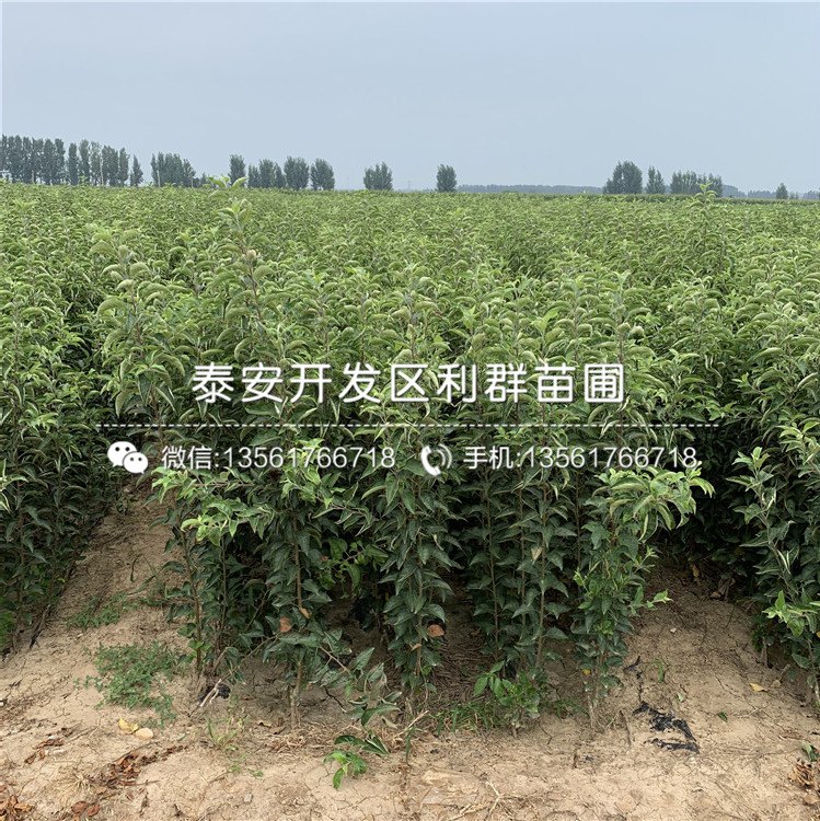 煙富八號(hào)蘋果樹苗出售、煙富八號(hào)蘋果樹苗基地