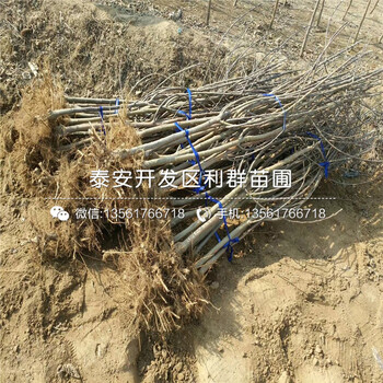 藤木一號(hào)蘋果樹苗出售價(jià)格、藤木一號(hào)蘋果樹苗多少錢一棵