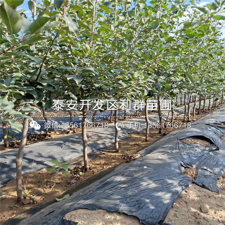 煙富0號(hào)蘋果苗批發(fā)、2020年煙富0號(hào)蘋果苗價(jià)格