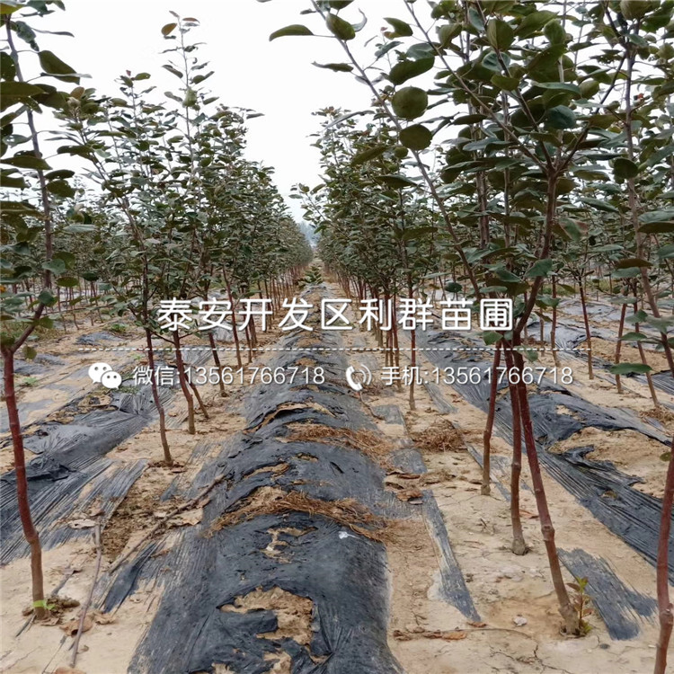 矮化蘋果樹苗價(jià)格、山東矮化蘋果樹苗