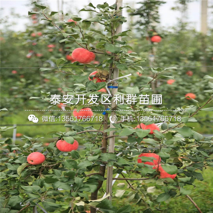 雞心果樹苗多少錢一棵、2020年雞心果樹苗價(jià)格