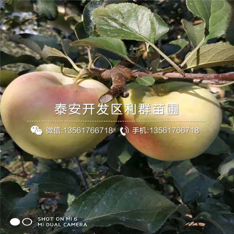 花牛蘋果苗、花牛蘋果苗報價及價格