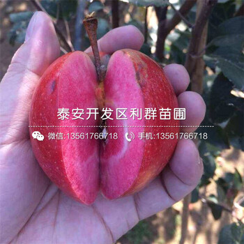 蘋果苗、蘋果苗報價及價格