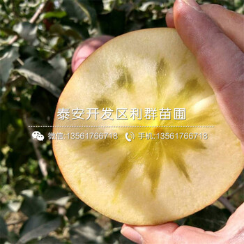 众成三号苹果苗价格、众成三号苹果苗基地