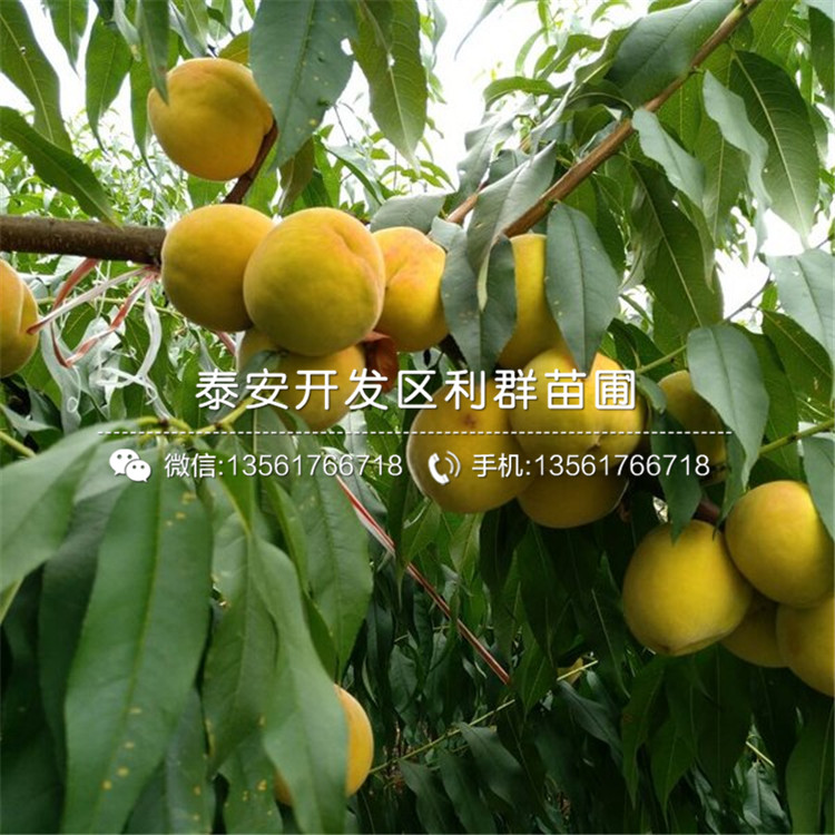 黑桃皇后樹(shù)苗、黑桃皇后樹(shù)苗批發(fā)價(jià)格